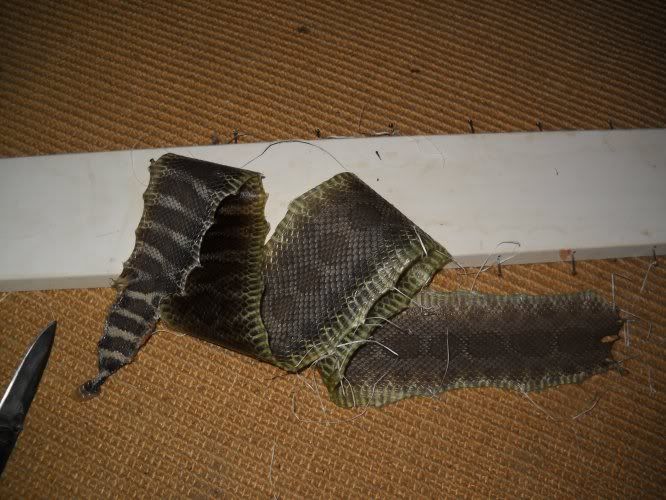 tanning snake skin, THE WRONG WAY. - Zombie Squad